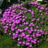 Délvirág – Delosperma obtusum 'Pink Zulu'