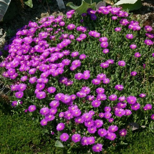 Délvirág – Delosperma obtusum 'Pink Zulu'