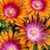 Délvirág – Delosperma 'Sundella Flame'