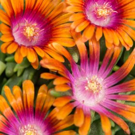 Délvirág – Delosperma 'Sundella Flame'