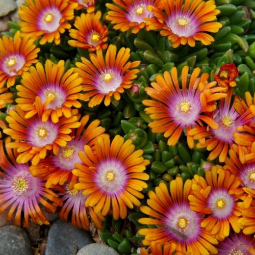 Délvirág – Delosperma 'Sundella Flame'