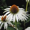 Fehér kasvirág – Echinacea purpurea 'Alba'