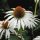 Fehér kasvirág – Echinacea purpurea 'Alba'