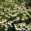 Fehér kasvirág – Echinacea purpurea 'Alba'