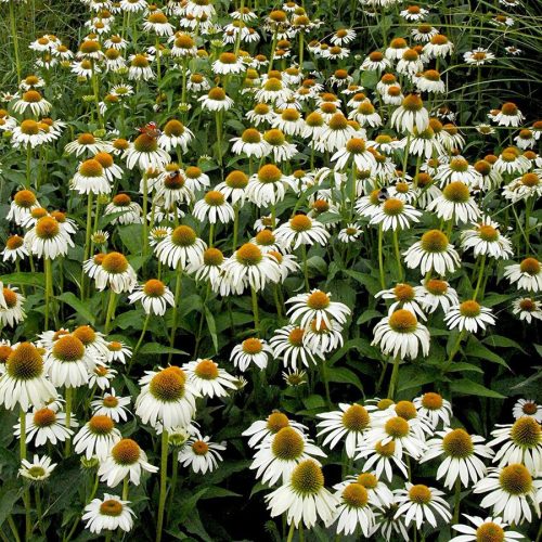 Fehér kasvirág – Echinacea purpurea 'Alba'