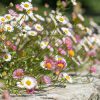 Spanyol küllőrojt – Erigeron karvinskianus
