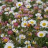 Spanyol küllőrojt – Erigeron karvinskianus