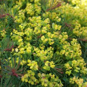   Farkas kutyatej – Euphorbia cyparissias 'Fens Ruby'