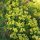 Farkas kutyatej – Euphorbia cyparissias 'Fens Ruby'