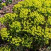Farkas kutyatej – Euphorbia cyparissias 'Fens Ruby'