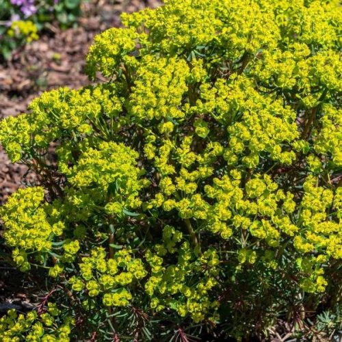 Farkas kutyatej – Euphorbia cyparissias 'Fens Ruby'