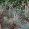 Deres csenkesz – Festuca glauca 'Uchte'