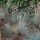 Deres csenkesz – Festuca glauca 'Uchte'
