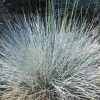 Deres csenkesz – Festuca glauca 'Uchte'