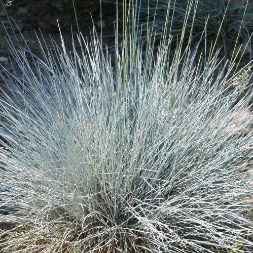 Deres csenkesz – Festuca glauca 'Uchte'