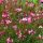 Évelő díszgyertya – Gaura lindheimeri 'Gambit Rose'