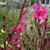Évelő díszgyertya – Gaura lindheimeri 'Gambit Rose'