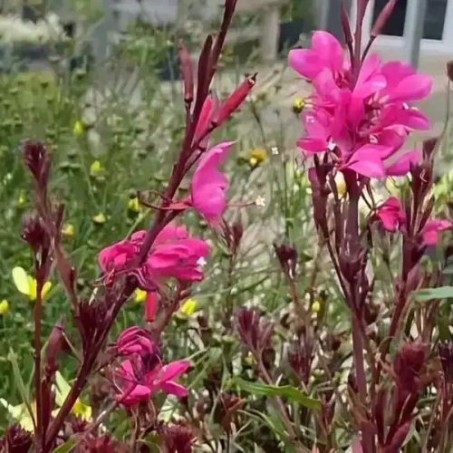 Évelő díszgyertya – Gaura lindheimeri 'Gambit Rose'