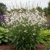Évelő díszgyertya – Gaura lindheimeri 'Gambit White'