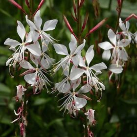  Évelő díszgyertya – Gaura lindheimeri 'Whirling Butterflies'