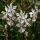 Évelő díszgyertya – Gaura lindheimeri 'Whirling Butterflies'