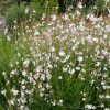 Évelő díszgyertya – Gaura lindheimeri 'Whirling Butterflies'