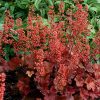 Tűzeső – Heuchera 'Cherry Cola'