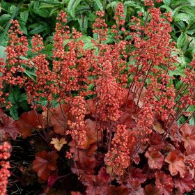 Tűzeső – Heuchera 'Cherry Cola'