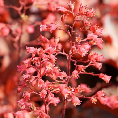 Tűzeső – Heuchera 'Cherry Cola'