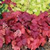 Tűzeső – Heuchera 'Fire Alarm'