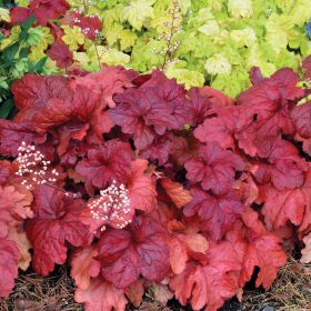 Tűzeső – Heuchera 'Fire Alarm'