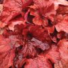 Tűzeső – Heuchera 'Fire Alarm'