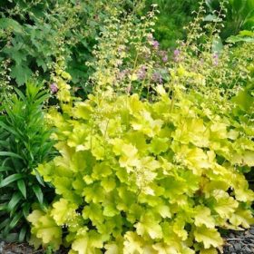 Tűzeső – Heuchera 'Lime Marmalade'