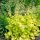 Tűzeső – Heuchera 'Lime Marmalade'