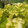 Tűzeső – Heuchera 'Lime Marmalade'