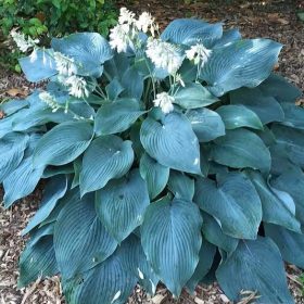 Árnyékliliom – Hosta 