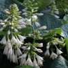 Árnyékliliom – Hosta 