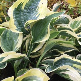 Árnyékliliom – Hosta 'Brim Cup'