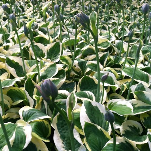 Árnyékliliom – Hosta 'Brim Cup'