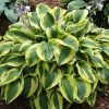 Árnyékliliom – Hosta 'Brim Cup'