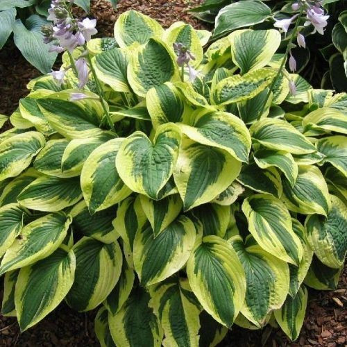 Árnyékliliom – Hosta 'Brim Cup'