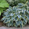 Árnyékliliom – Hosta 'First Frost'