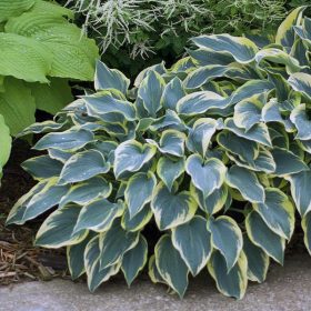 Árnyékliliom – Hosta 'First Frost'