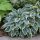 Árnyékliliom – Hosta 'First Frost'