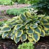 Árnyékliliom – Hosta 'First Frost'