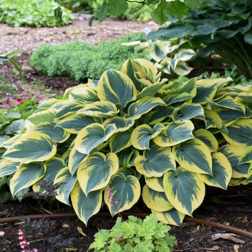 Árnyékliliom – Hosta 'First Frost'