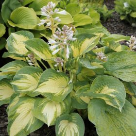 Árnyékliliom – Hosta 'Gold Standard'