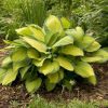 Árnyékliliom – Hosta 'Gold Standard'