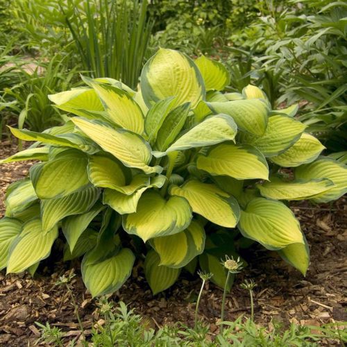 Árnyékliliom – Hosta 'Gold Standard'