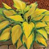 Árnyékliliom – Hosta 'Orange Marmalade'